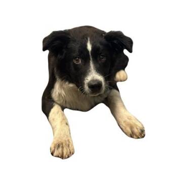 Australian Shepherd and Border Collie Dogs Available for Adoption in Red Bluff, California - Georgie | PetCurious