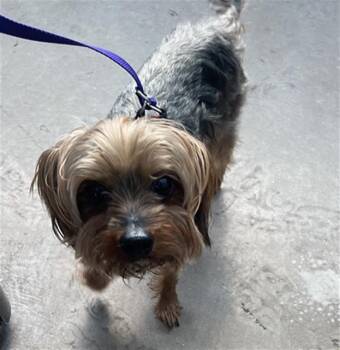 Mixed Breed Dogs Available for Adoption in Dallas, Texas - GUWOP | PetCurious
