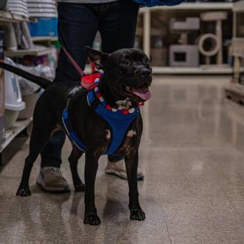 Wasabi -  Pit Bull Terrier and Mixed Breed Dog for Adoption in Bartlett, Tennessee - Wasabi | PetCurious