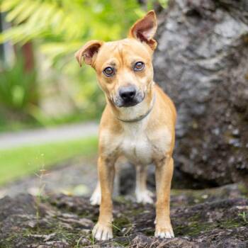 Mixed Breed Dogs Available for Adoption in Kailua-kona, Hawaii - Gonzo | PetCurious