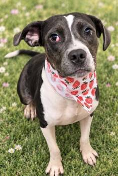 Roxie -  Mixed Breed Dog for Adoption in Hamilton, Ohio - Roxie | PetCurious