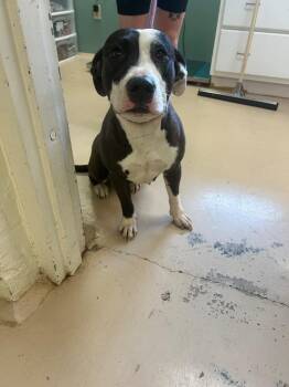 Benji -  Terrier Dog for Adoption in Mineral, Virginia - Benji | PetCurious
