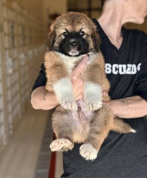 Shepherd Dogs Available for Adoption in Chicago, Illinois - Zeke | PetCurious