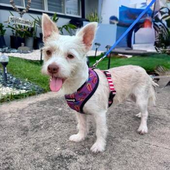 Cano -  West Highland White Terrier Westie Dog for Adoption in Sunderland, Maryland - Cano | PetCurious
