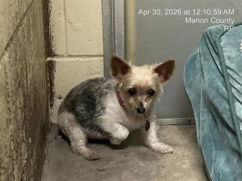 Yorkshire Terrier Dogs Available for Adoption in Ocala, Florida - A381140 | PetCurious