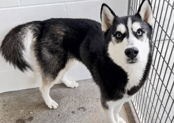 Zane -  Siberian Husky Dog for Adoption in Jefferson City, Missouri - Zane | PetCurious