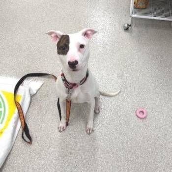 Pit Bull Terrier Dogs Available for Adoption - Roxy | PetCurious