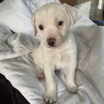 Labrador Retriever and Boxer Dogs Available for Adoption - Peanut  | PetCurious