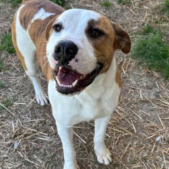 American Bulldog and Great Dane Dogs Available for Adoption in Potomac, Maryland - Miles | PetCurious