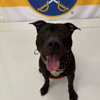 Pit Bull Terrier Dogs Available for Adoption in Buffalo, New York - Newt | PetCurious