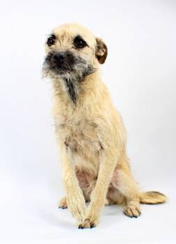 Matty -  Border Terrier and Mixed Breed Dog for Adoption in Morton Grove, Illinois - Matty | PetCurious