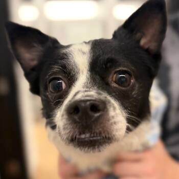 Scrappy -  Pomeranian and Chihuahua Dog for Adoption in Zanesville, Ohio - Scrappy | PetCurious