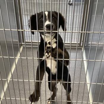 Shelly -  Retriever Dog for Adoption in Montgomery, Alabama - Shelly | PetCurious