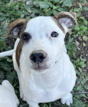 Rescue Terrier and Labrador Retriever Dogs for Adoption in Frederick, Maryland - Murphy-See Me@Petsmart On 10-5!  Www.lhar.dog To Apply! | PetCurious