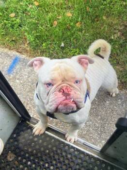 CHONK -  English Bulldog Dog for Adoption in Indianapolis, Indiana - CHONK | PetCurious