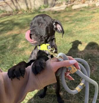 Mixed Breed Dogs Available for Adoption - Beansprout | PetCurious