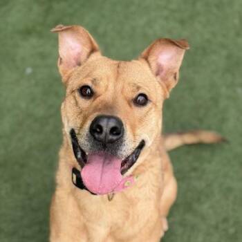 Pit Bull Terrier and German Shepherd Dog Dogs Available for Adoption - Lady | PetCurious