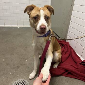 Mixed Breed Dogs Available for Adoption in Pittsburgh, Pennsylvania - Zacharia | PetCurious