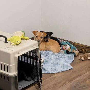 Doby and Goldy -  Chihuahua Dog for Adoption in Prineville, Oregon - Doby And Goldy | PetCurious