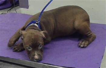 Staffordshire Bull Terrier and Mixed Breed Dogs Available for Adoption in Houston, Texas - HAIL | PetCurious