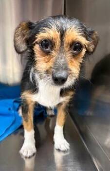 Liza -  Yorkshire Terrier and Chihuahua Dog for Adoption in Wekiwa Springs, Florida - Liza | PetCurious