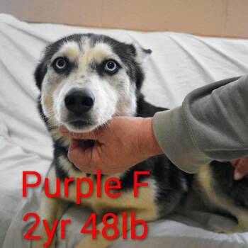 Purple -  Husky Dog for Adoption in Fairfax Station, Virginia - Purple | PetCurious
