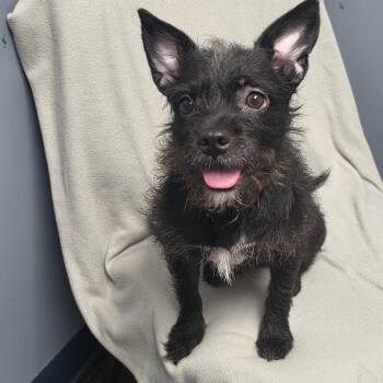 Cairn Terrier Dogs Available for Adoption in Lacona, New York - Maggie | PetCurious