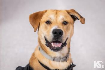 Murray -  Carolina Dog and Labrador Retriever Dog for Adoption - Murray | PetCurious