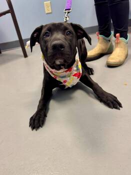 Bradshaw -  Terrier and Black Labrador Retriever Dog for Adoption in Zanesville, Ohio - Bradshaw | PetCurious