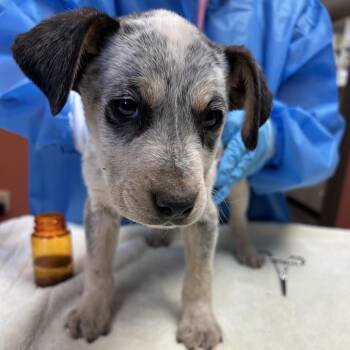 Cattle Dog and Mixed Breed Dogs Available for Adoption in Flagstaff, Arizona - Harry | PetCurious