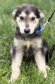 German Shepherd Dog and Mixed Breed Dogs Available for Adoption in Malvern, Pennsylvania - Grasshopper | PetCurious