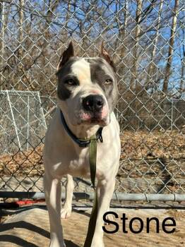 Pit Bull Terrier Dogs Available for Adoption - Stone | PetCurious