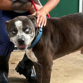 Terminator -  Mixed Breed Dog for Adoption in Lake Jackson, Texas - Terminator | PetCurious