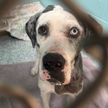 Rescue Mixed Breed Dogs for Adoption in Port Charlotte, Florida - Judy | PetCurious