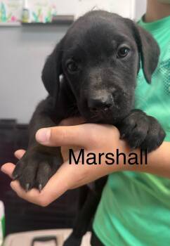 Marshall -  Labradoodle and American Bully Dog for Adoption in Dyersburg, Tennessee - Marshall | PetCurious