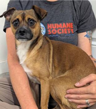 Moose -  Chihuahua and Mixed Breed Dog for Adoption in Kemp, Texas - Moose | PetCurious