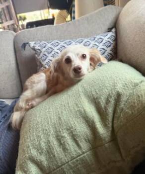 Opal -  Cocker Spaniel and Chihuahua Dog for Adoption in San Diego, California - Opal | PetCurious