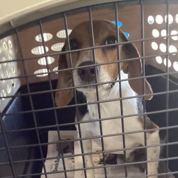 Beagle Dogs Available for Adoption in Montgomery, Alabama - Zakk Wylde | PetCurious