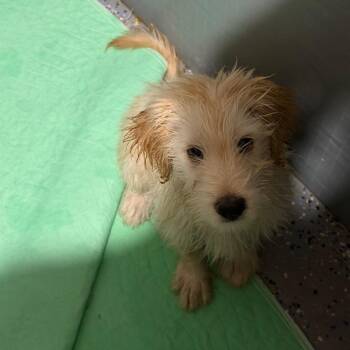 Sammy -  Mixed Breed Dog for Adoption in Fredericksburg, Virginia - Sammy | PetCurious