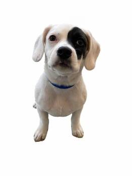 American Bulldog Dogs Available for Adoption - Cleo | PetCurious