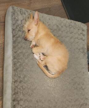 Olive -  Terrier Dog for Adoption - Olive | PetCurious