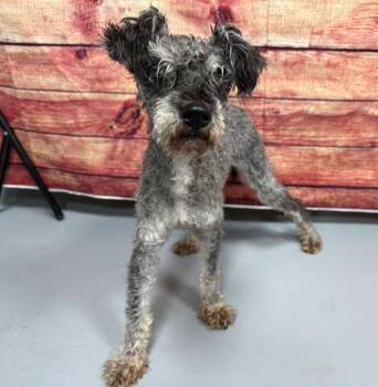 Rescue Only-AC-5404 "Gerald" -  Miniature Schnauzer Dog for Adoption in Conyers, Georgia - Rescue Only-AC-5404 "Gerald" | PetCurious