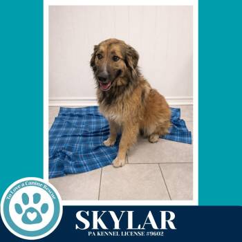 German Shepherd Dog Dogs Available for Adoption - Skylar 031426 | PetCurious