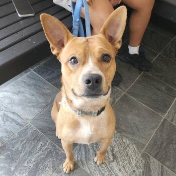 Benji -  Cattle Dog and Mixed Breed Dog for Adoption in Clearwater, Florida - Benji | PetCurious