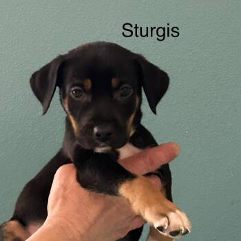 Sturgis -  Rottweiler and Black And Tan Coonhound Dog for Adoption in Texarkana, Texas - Sturgis | PetCurious