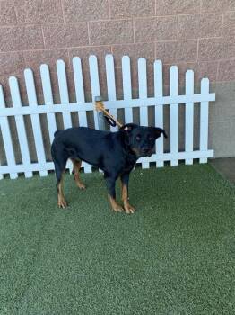 Rescue Rottweiler Dogs for Adoption in Modesto, California - MOLLY | PetCurious