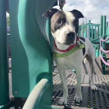 Seven -  Mixed Breed Dog for Adoption in Pittsburgh, Pennsylvania - Seven | PetCurious