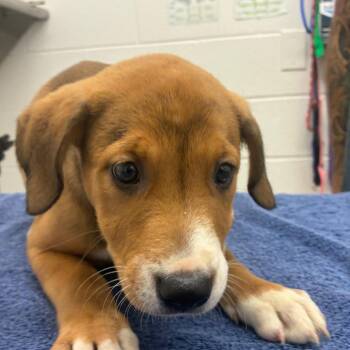 Terrier Dogs Available for Adoption in Corpus Christi, Texas - Ginger | PetCurious