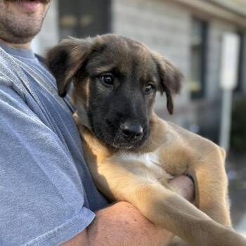 Retriever and Australian Shepherd Dogs Available for Adoption in Columbia, South Carolina - Duvet | PetCurious