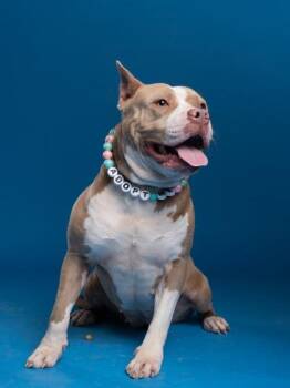 Pit Bull Terrier and Mixed Breed Dogs Available for Adoption - Madam Walker | PetCurious
